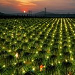 LED Thái Dậu - Ảnh 5